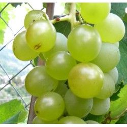 UVA FRAGOLA BIANCA - NOAH