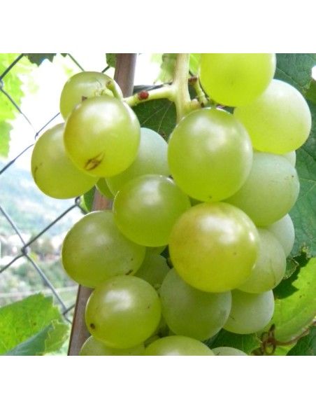 UVA FRAGOLA BIANCA - NOAH