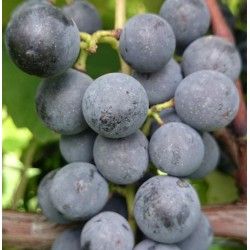 UVA FRAGOLA NERA - ISABELLA