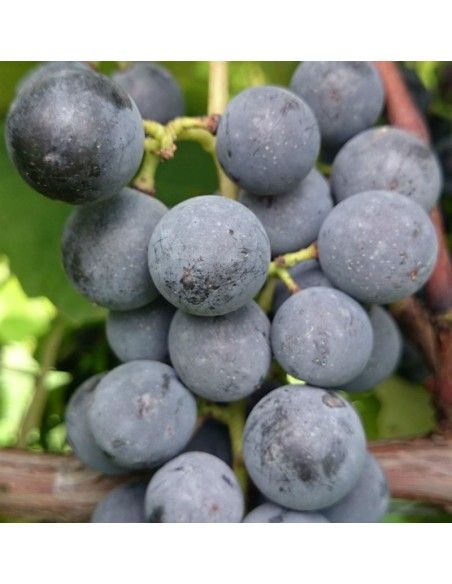 UVA FRAGOLA NERA - ISABELLA