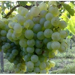 LUGLIATICA-S.ANNA DI LIPSIA