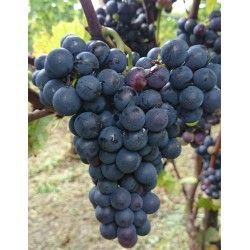 pianta in vaso 2 anni