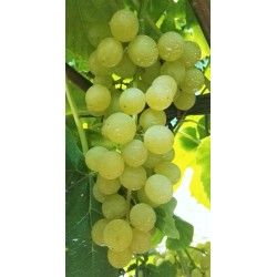 UVA FRAGOLA BIANCA -SENZA SEMI