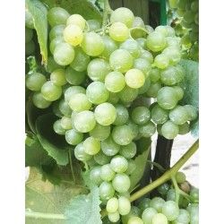 UVA FRAGOLA BIANCA GROSSA