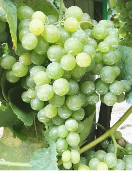 UVA FRAGOLA BIANCA GROSSA