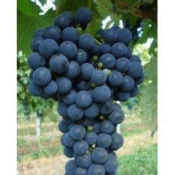 pianta in vaso 2 anni