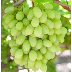 REGAL SEEDLESS