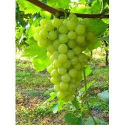 CENTENNIAL SEEDLESS
