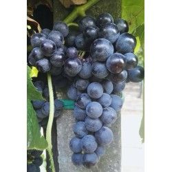 UVA FRAGOLA NERA SENZA SEMI