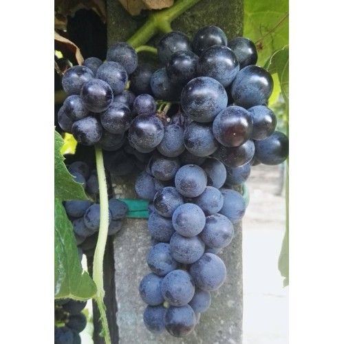 UVA FRAGOLA NERA - ISABELLA