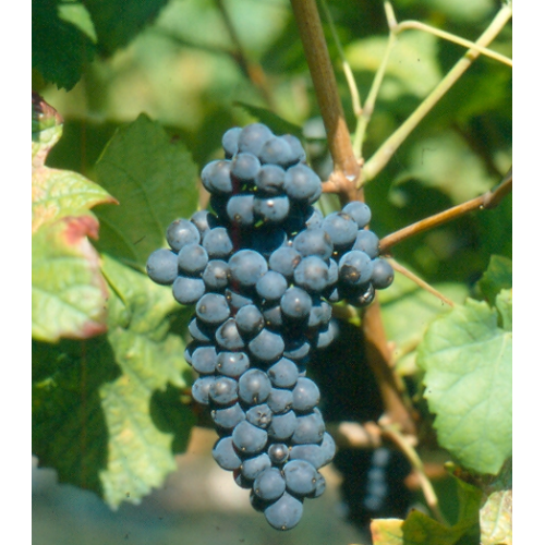 PINOT NERO