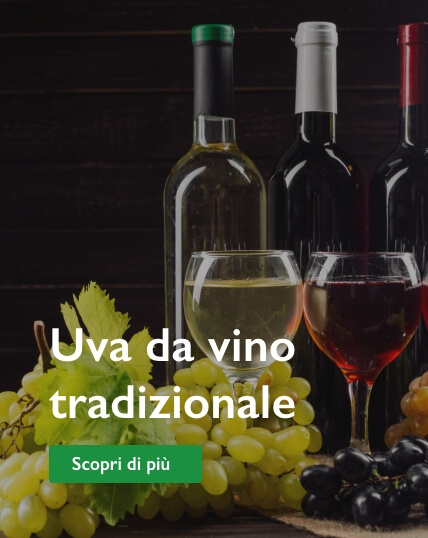 uva da vino tradizionale